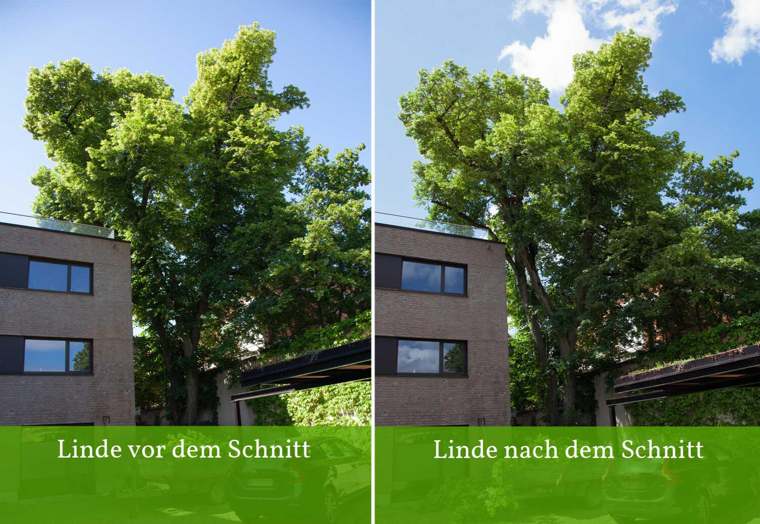 Beispielhafte Darstellung Baumschnitt Linde