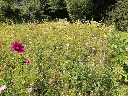 Fotografie Blühende Wiese