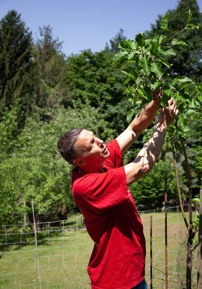Fotografie J. Schuler beim Erziehungsschnitt