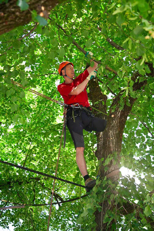 Jürgen Schuler beim Baumschnitt Kletterseiltechnik bei der Baumpflege